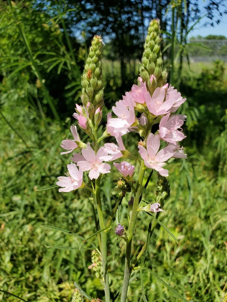 Sidalcea Campestris