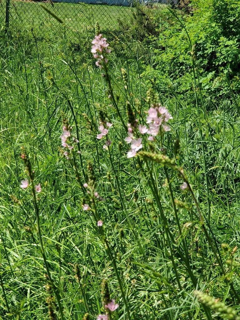Sidalcea Campestris
