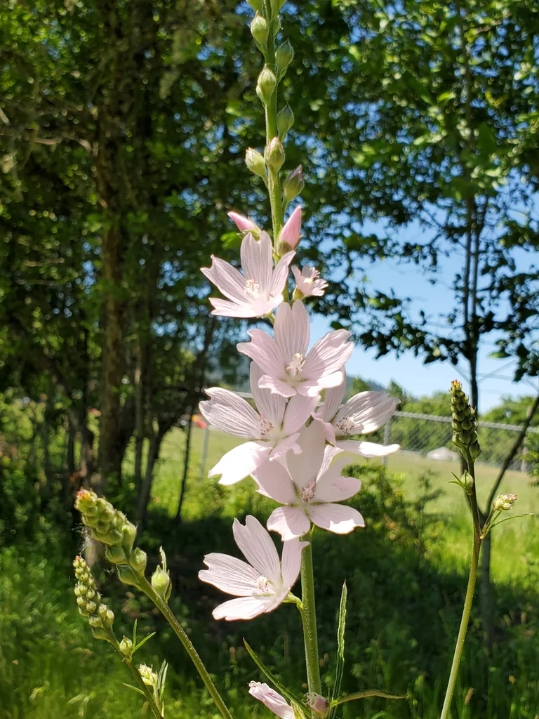 Sidalcea Campestris
