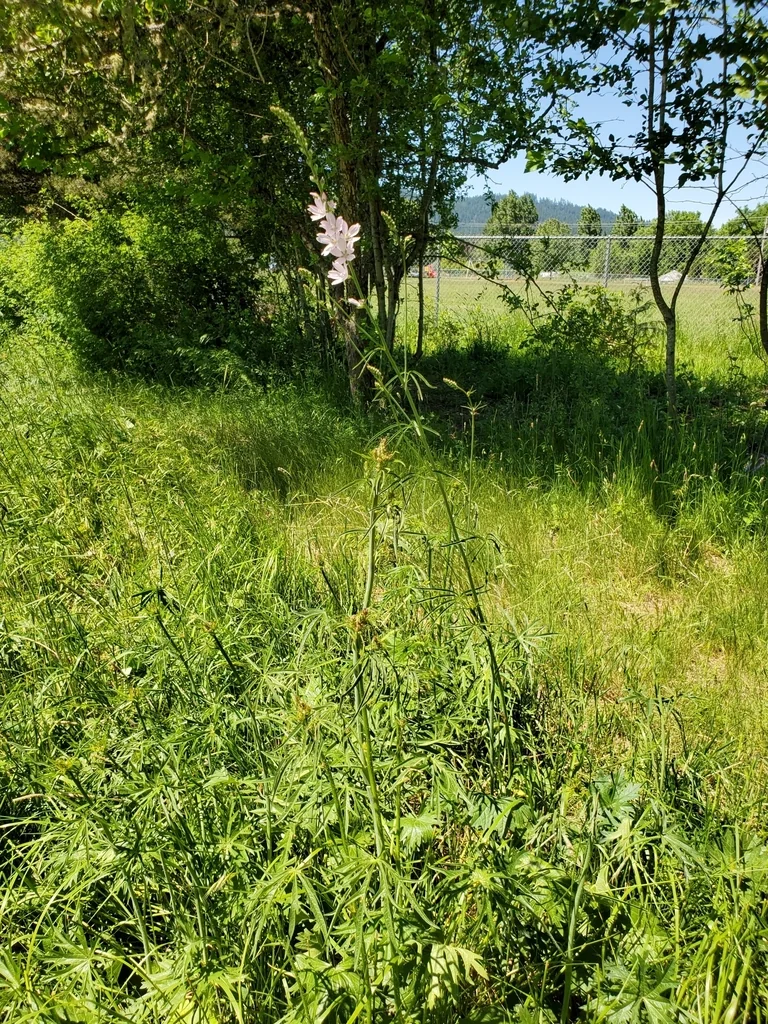 Sidalcea Campestris