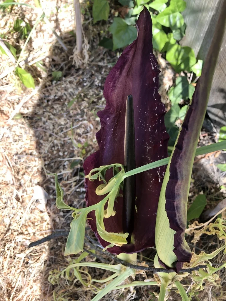 Dracunculus Vulgaris