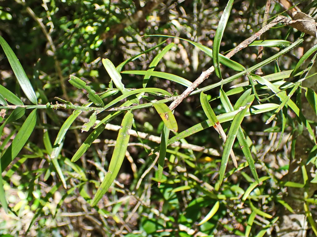 Afrocarpus Falcatus