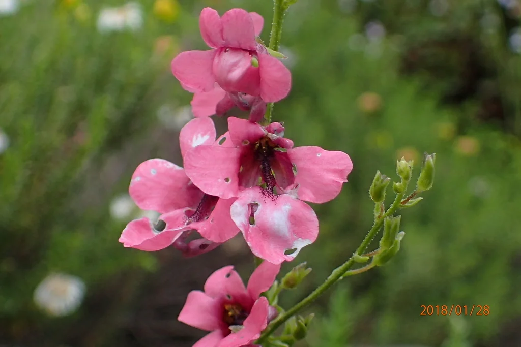 Diascia Integerrima