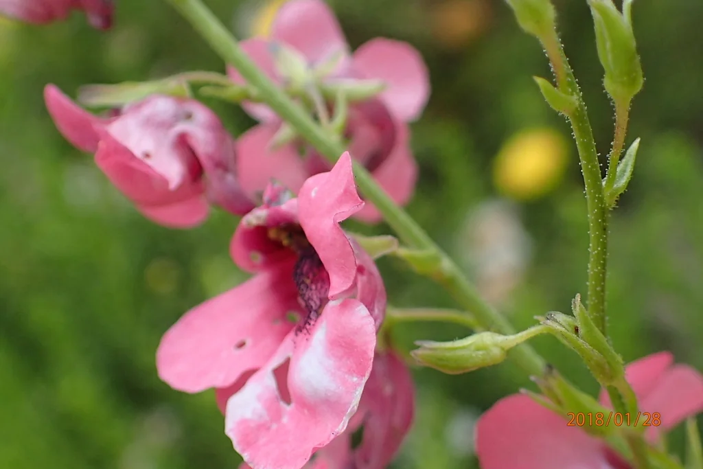 Diascia Integerrima