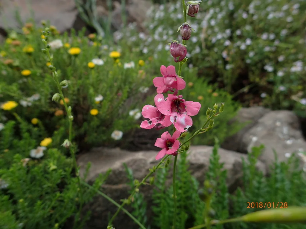 Diascia Integerrima