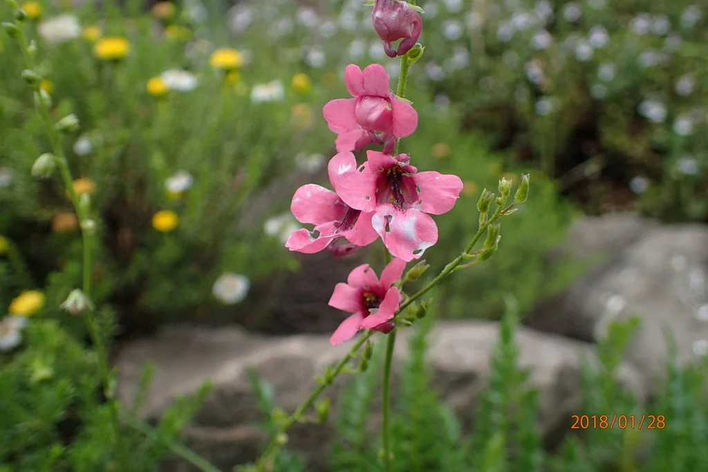 Diascia Integerrima