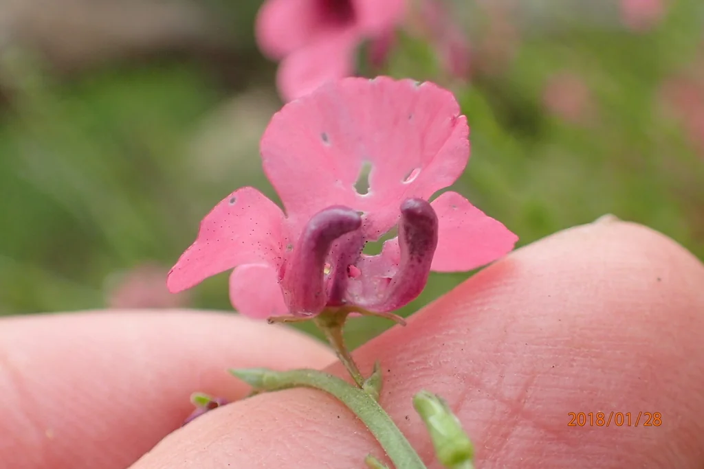 Diascia Integerrima