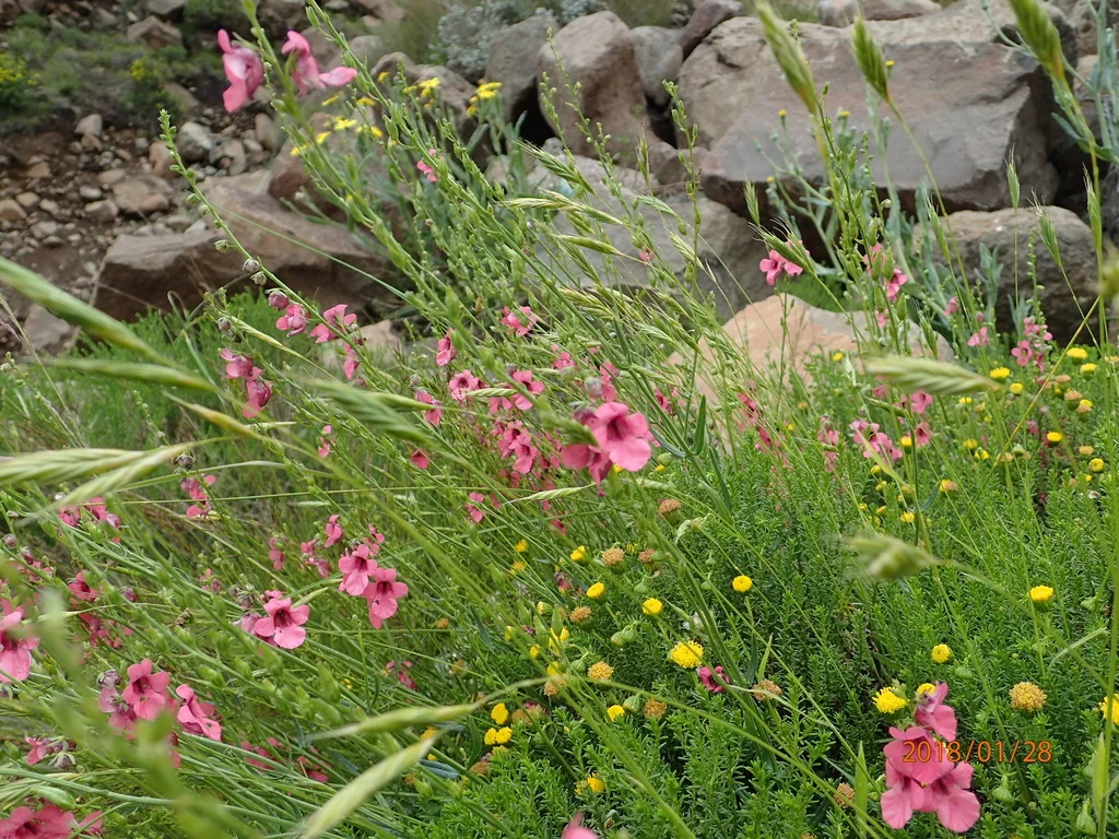 Diascia Integerrima