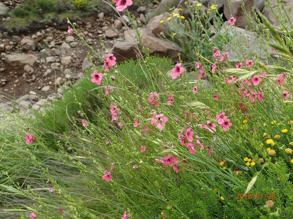 Diascia Integerrima