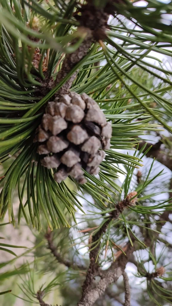 Pinus Mugo Uncinata