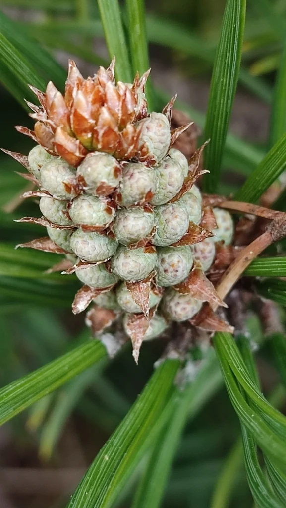 Pinus Mugo Uncinata
