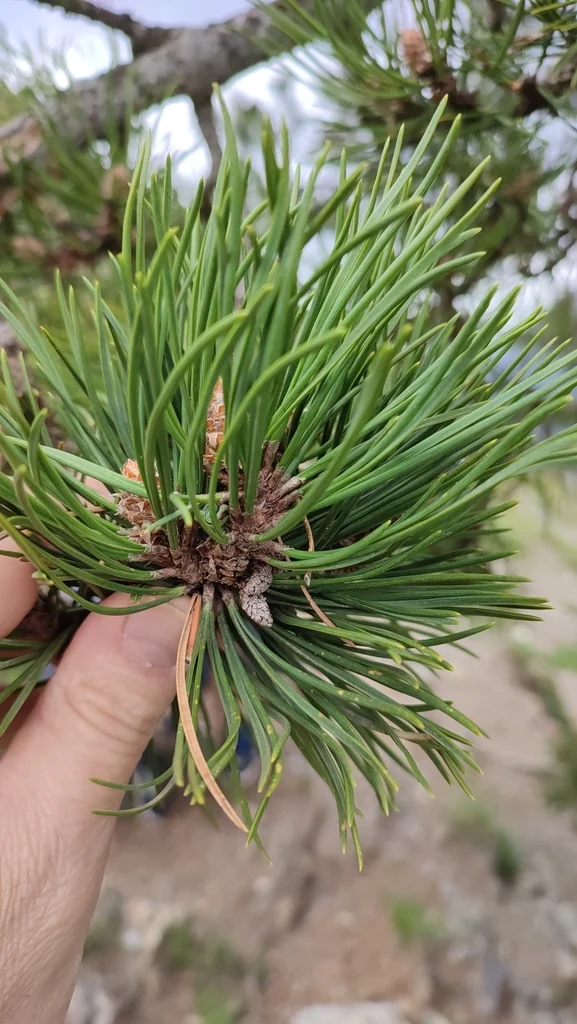 Pinus Mugo Uncinata