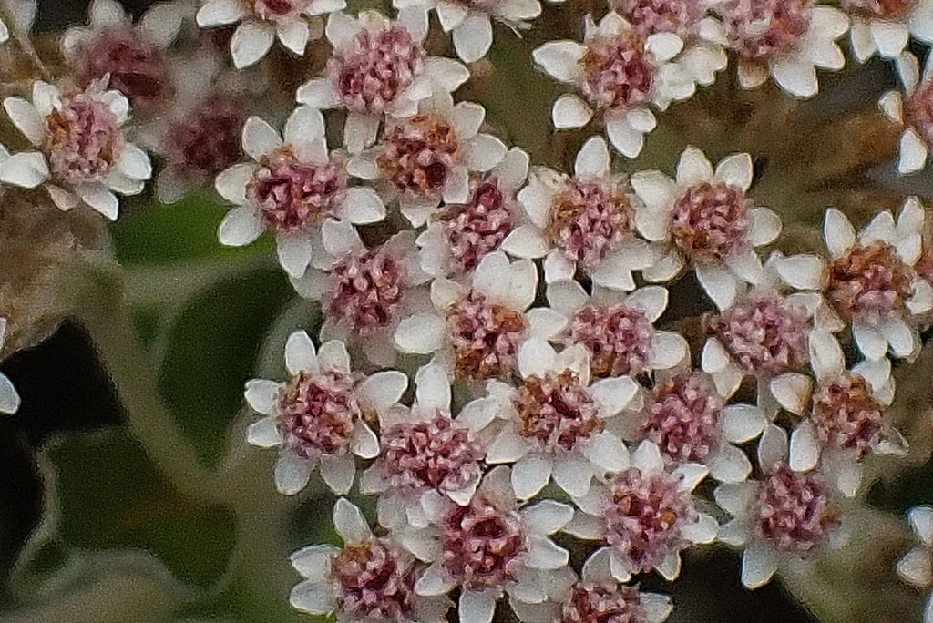 Plecostachys Serpyllifolia