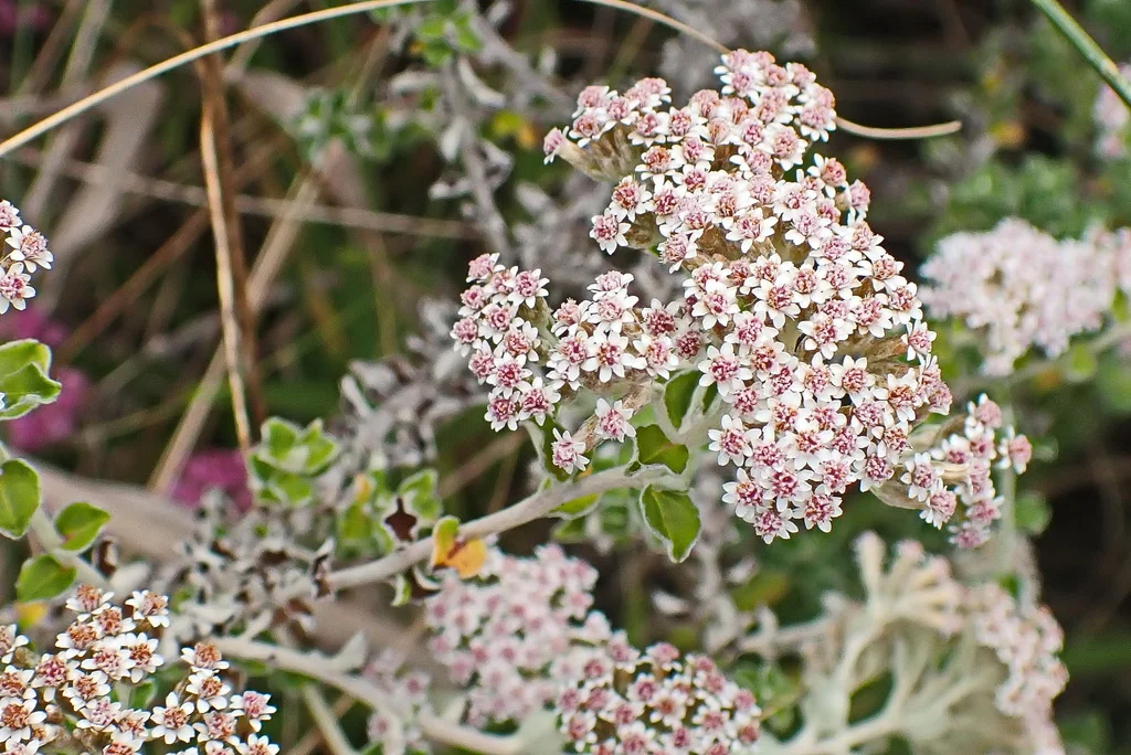 Plecostachys Serpyllifolia