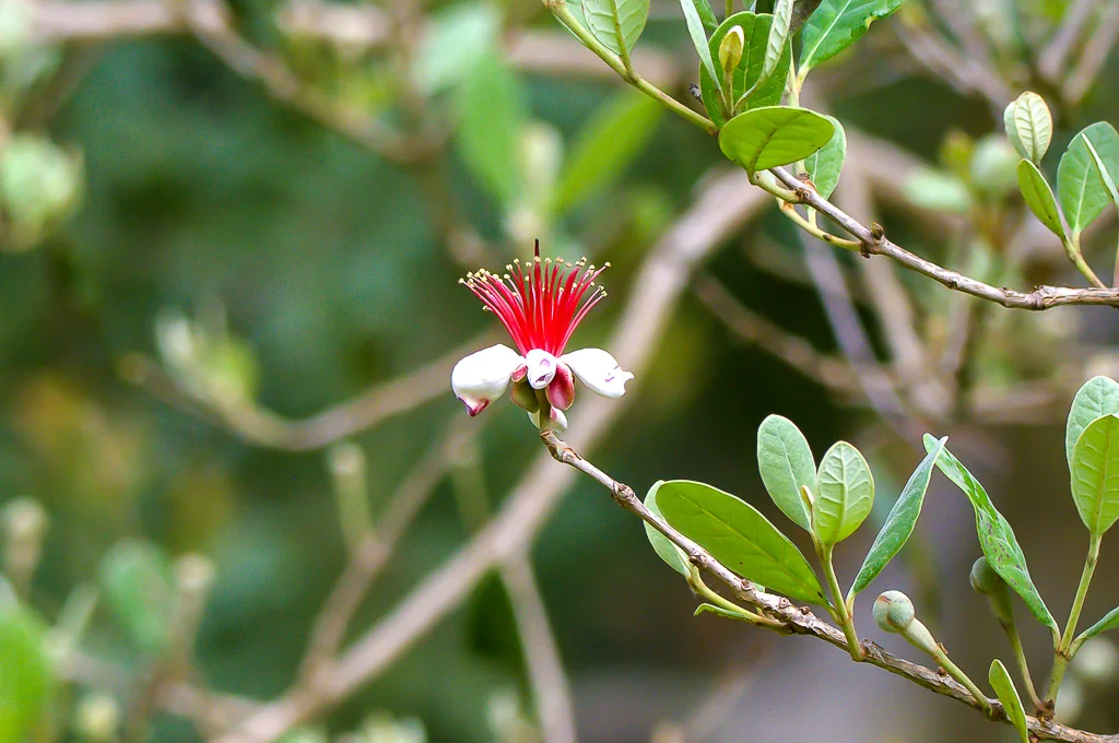 Feijoa sellowiana
