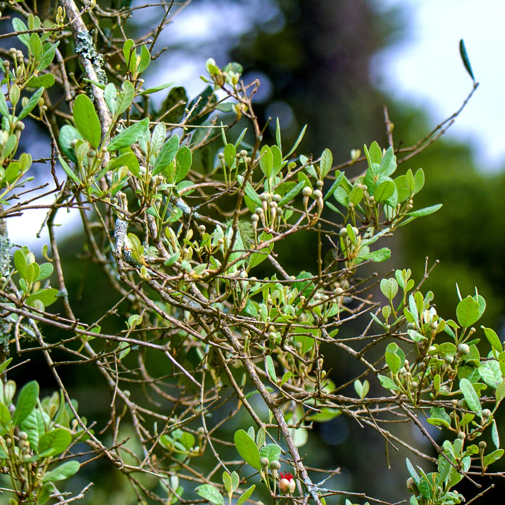 Feijoa sellowiana