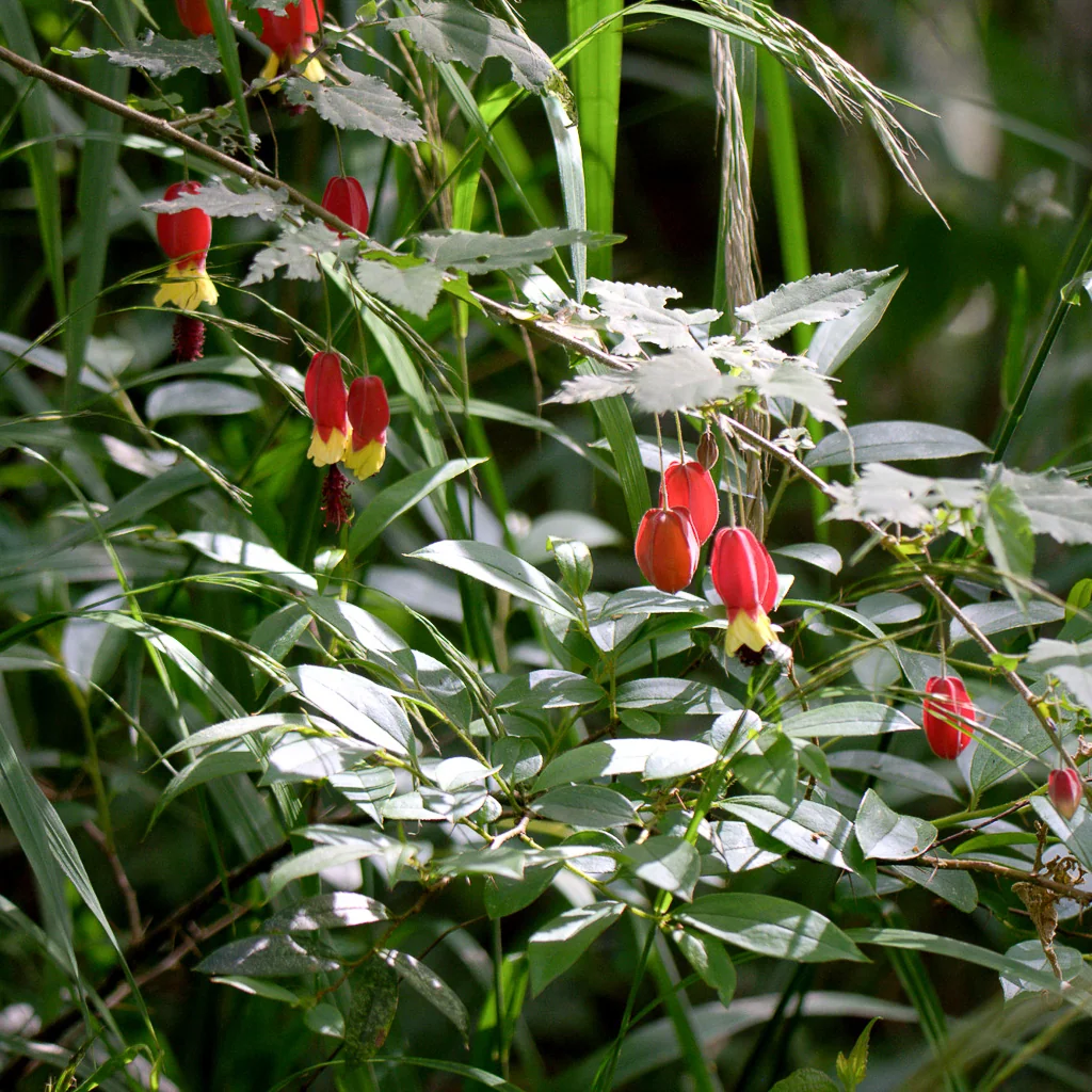 Abutilon Megapotamicum