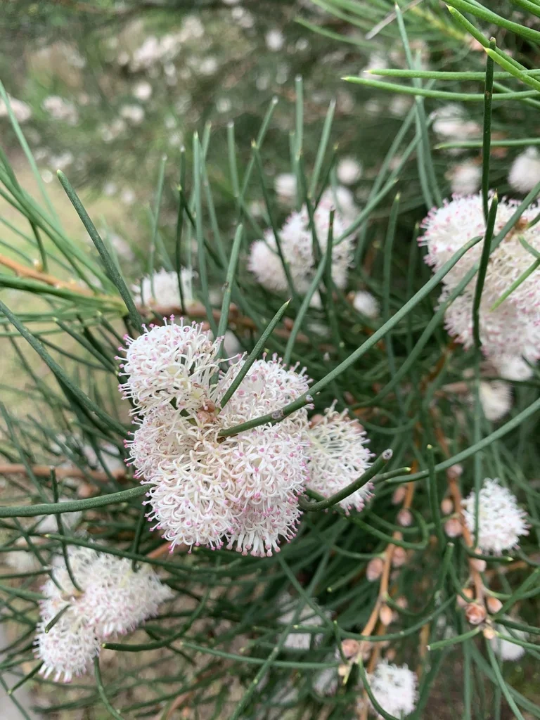 Hakea Suaveolens