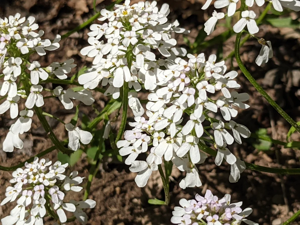 Iberis Sempervirens