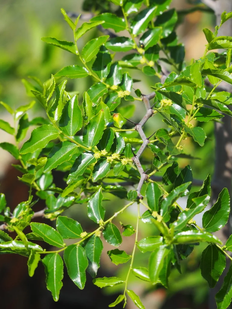 Ziziphus Jujuba