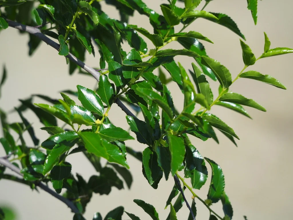 Ziziphus Jujuba