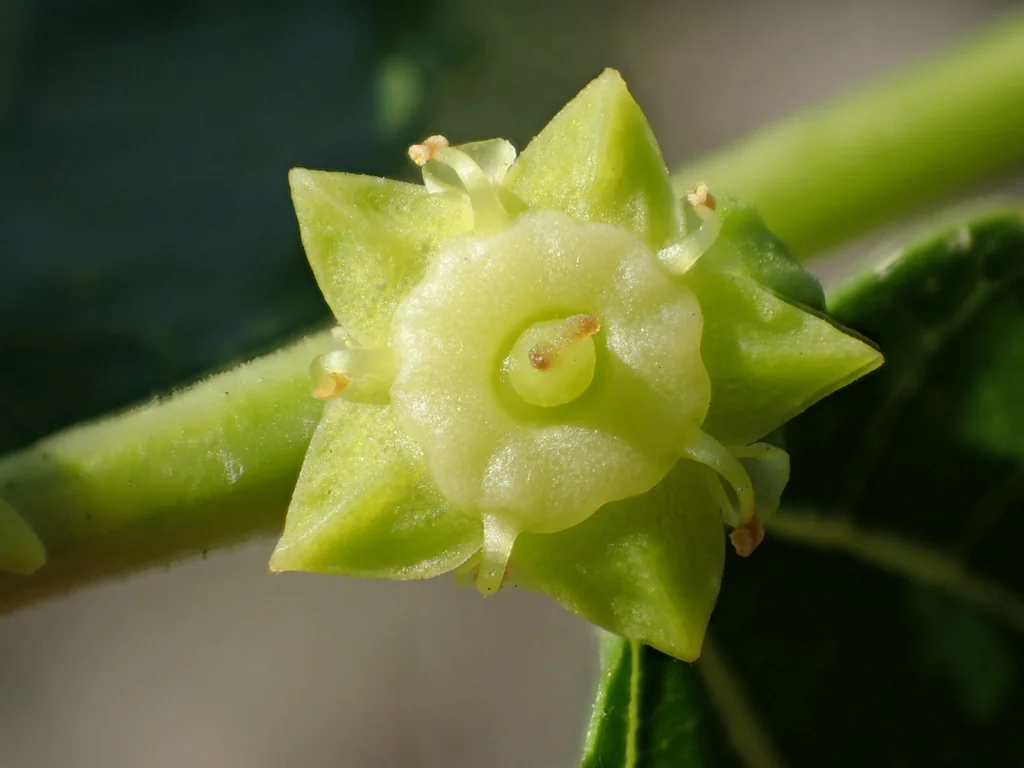 Ziziphus Jujuba
