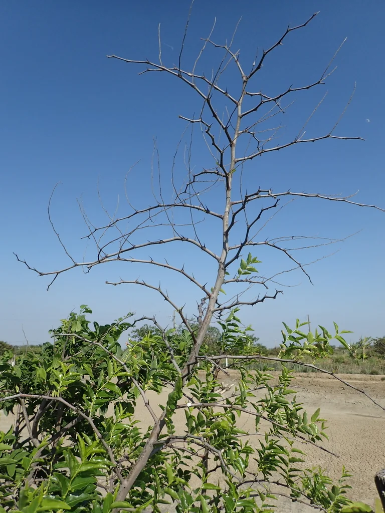 Ziziphus Jujuba
