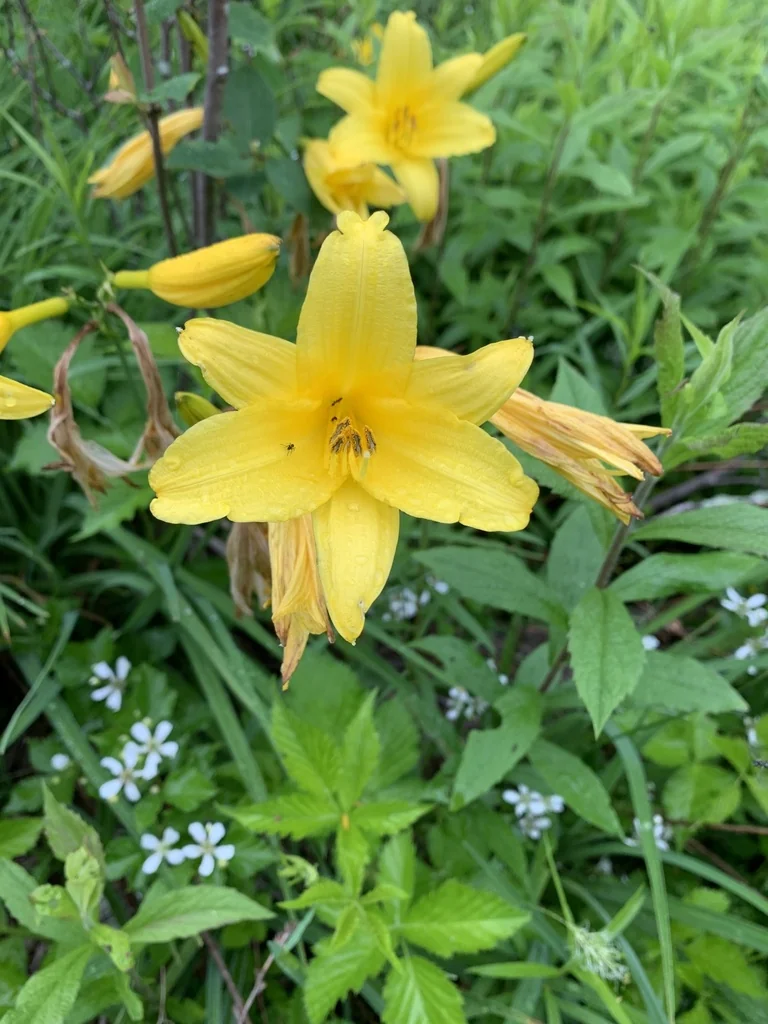 Hemerocallis Lilioasphodelus