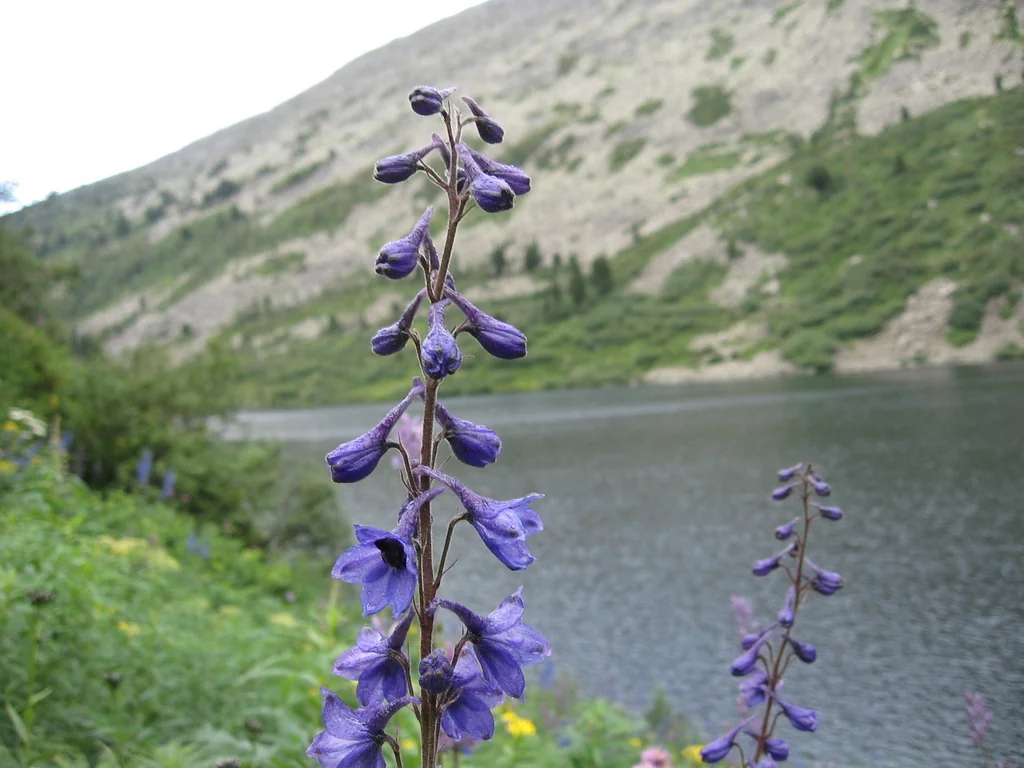 Delphinium Elatum