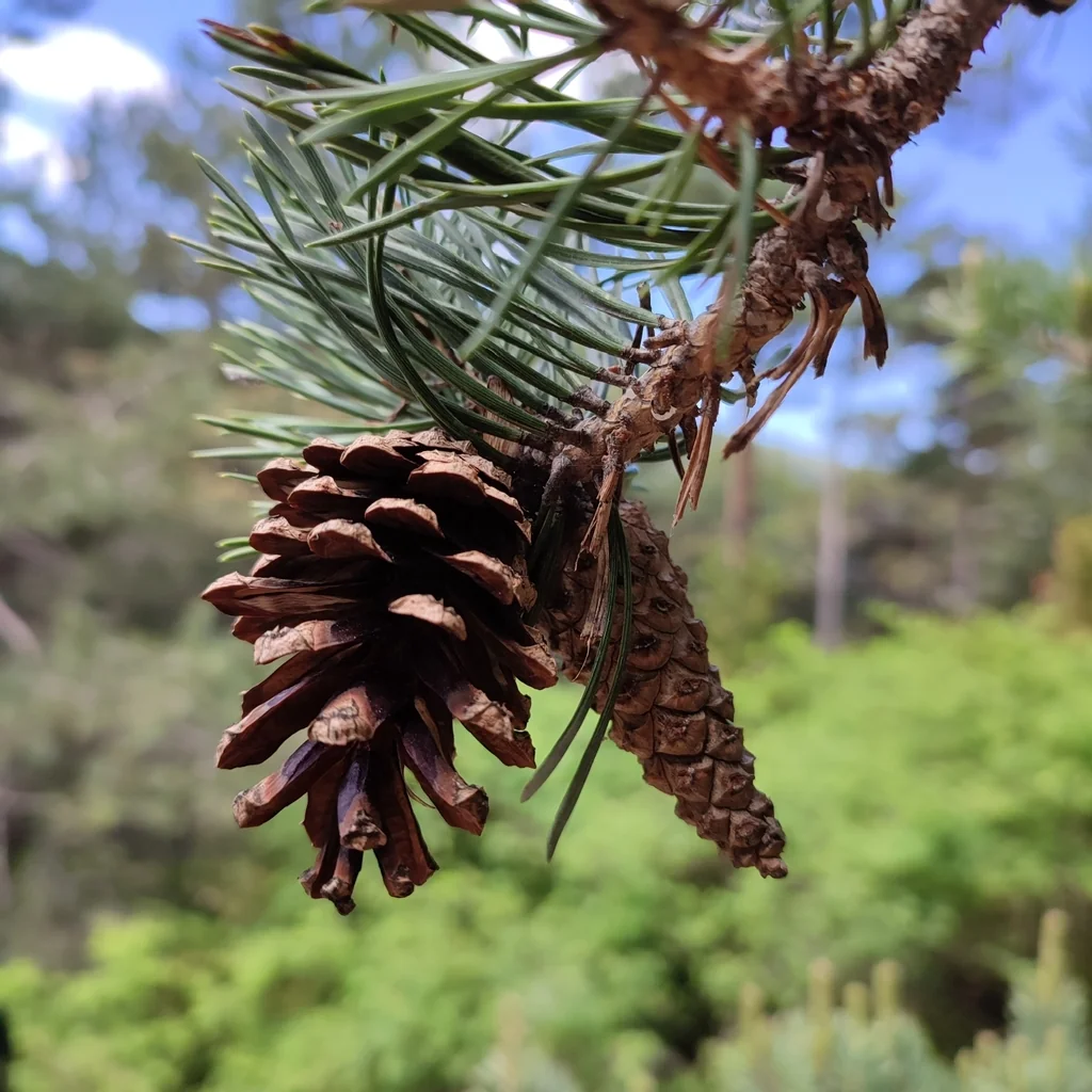 Pinus Mugo Uncinata
