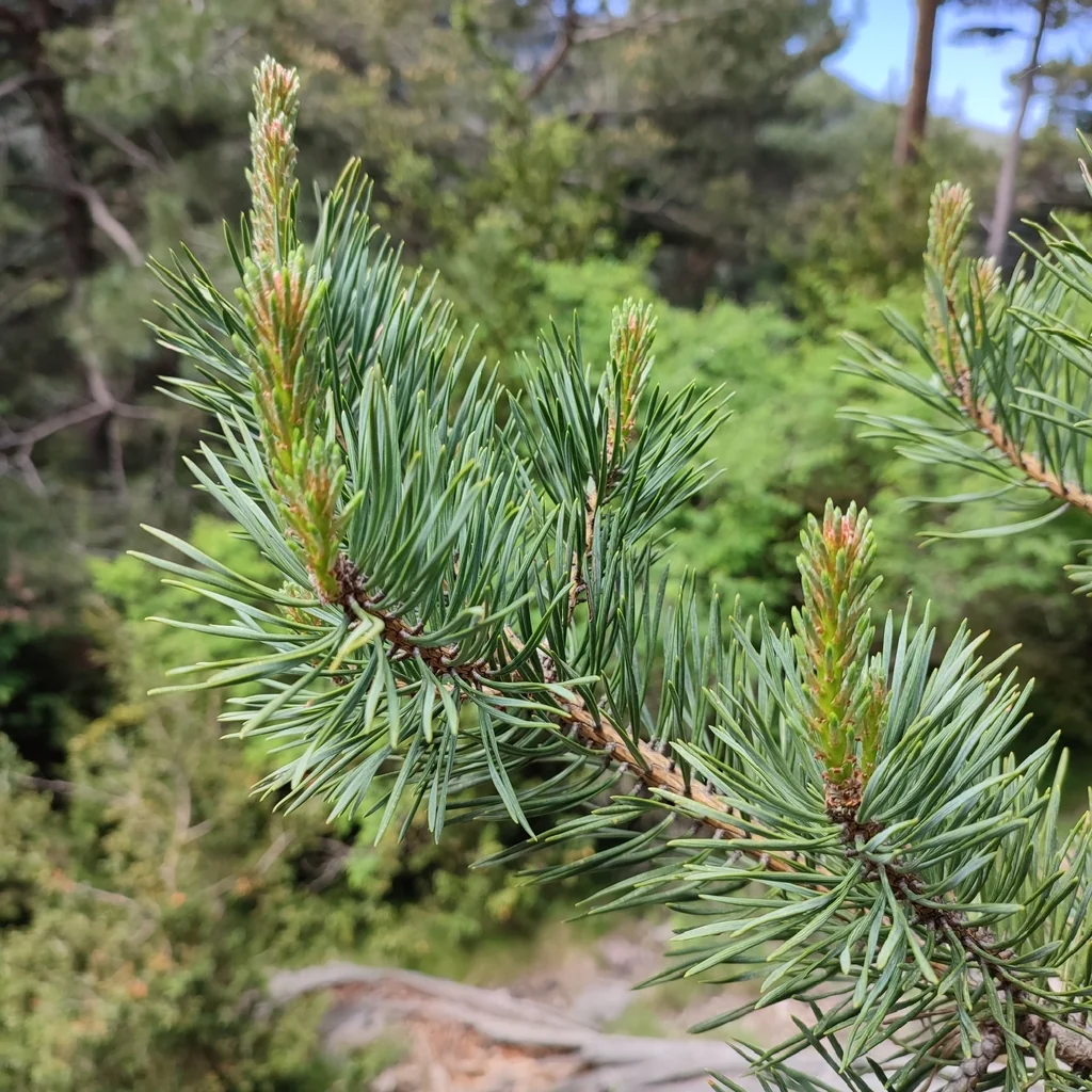 Pinus Mugo Uncinata