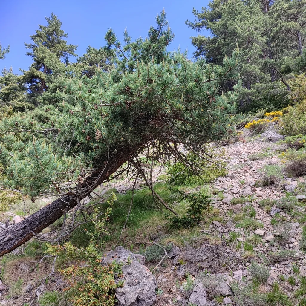 Pinus Mugo Uncinata