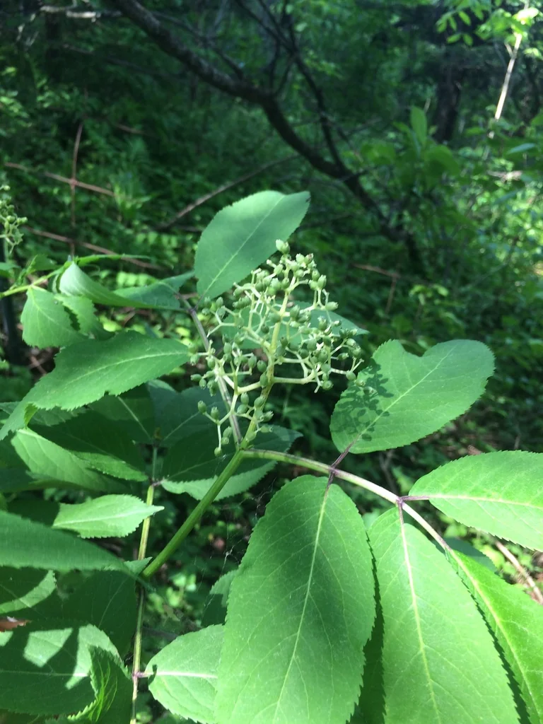 Sambucus Pubens