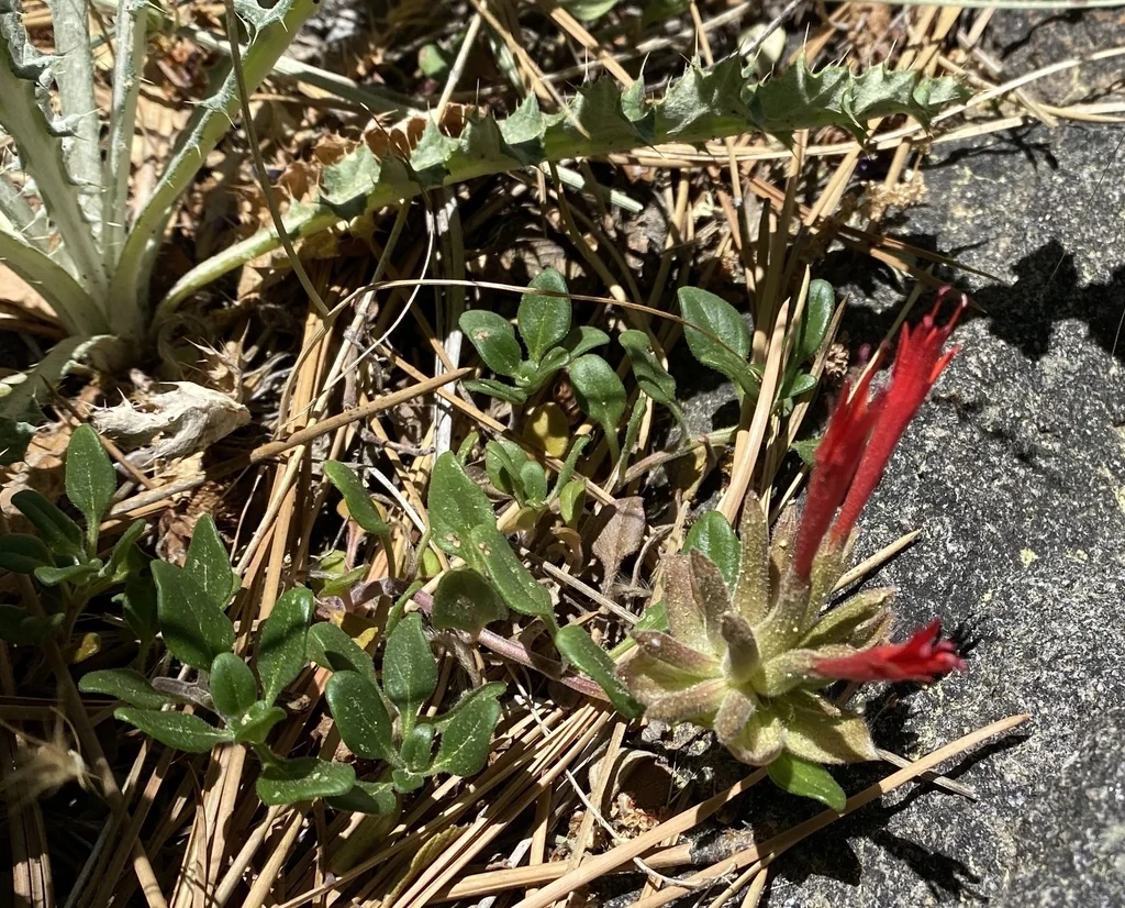 Monardella Macrantha