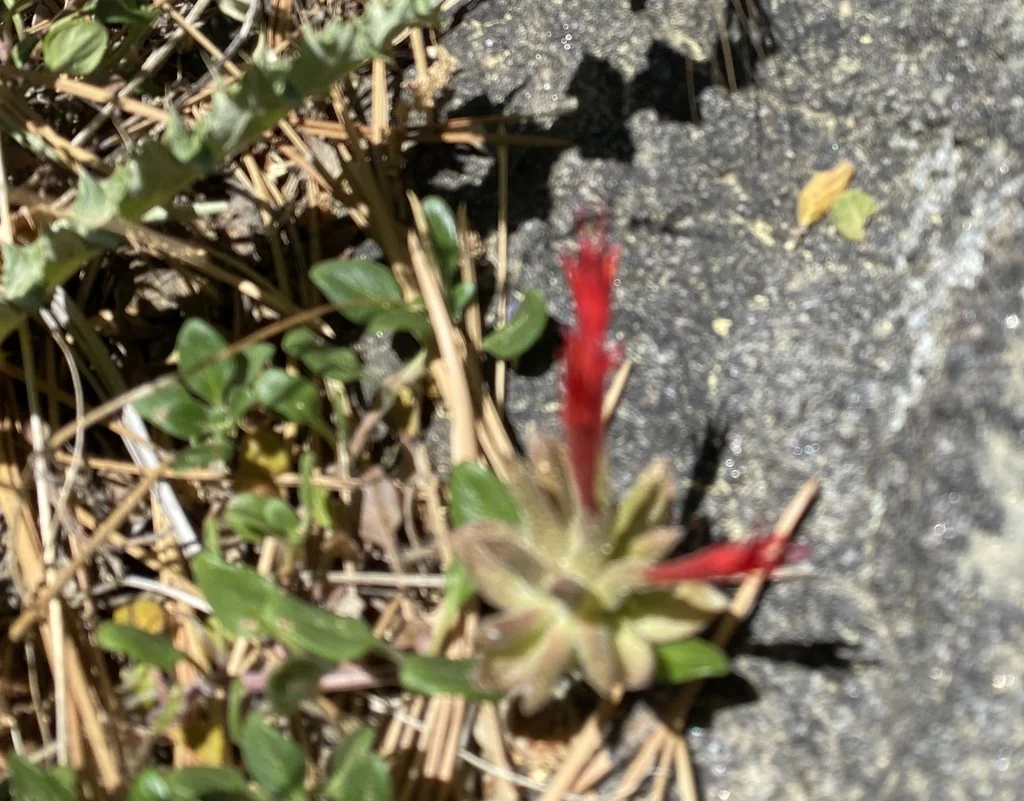 Monardella Macrantha