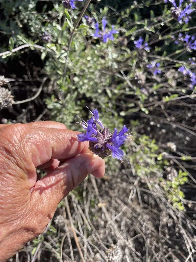 Salvia Clevelandii