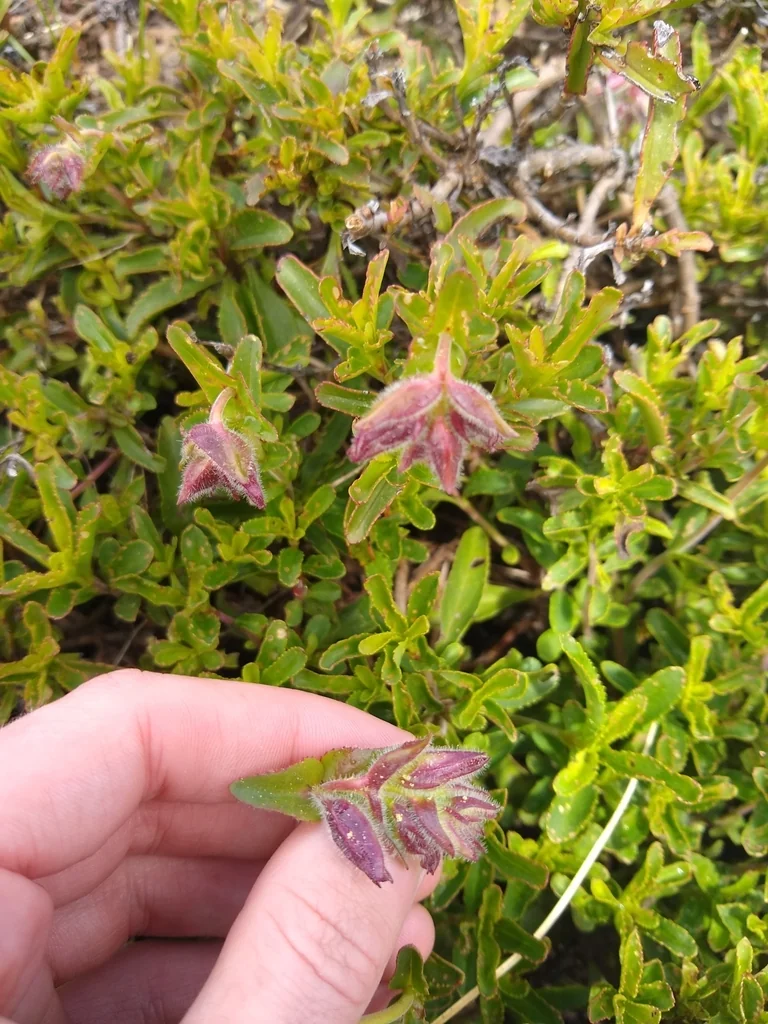 Penstemon Cardwellii