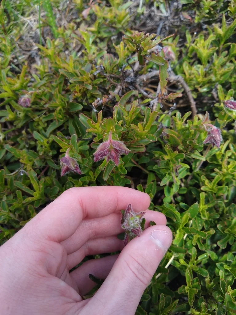 Penstemon Cardwellii