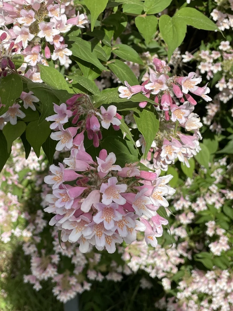 Kolkwitzia Amabilis