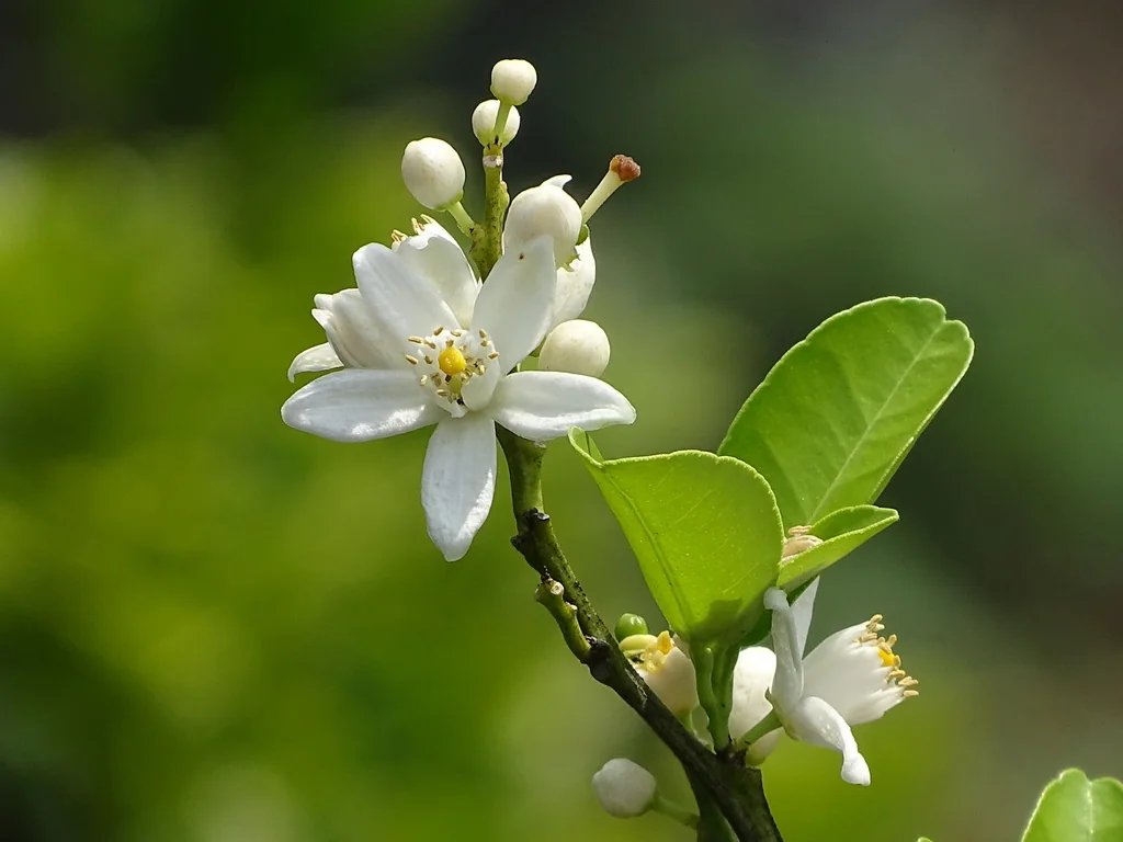 Citrus Tangerina