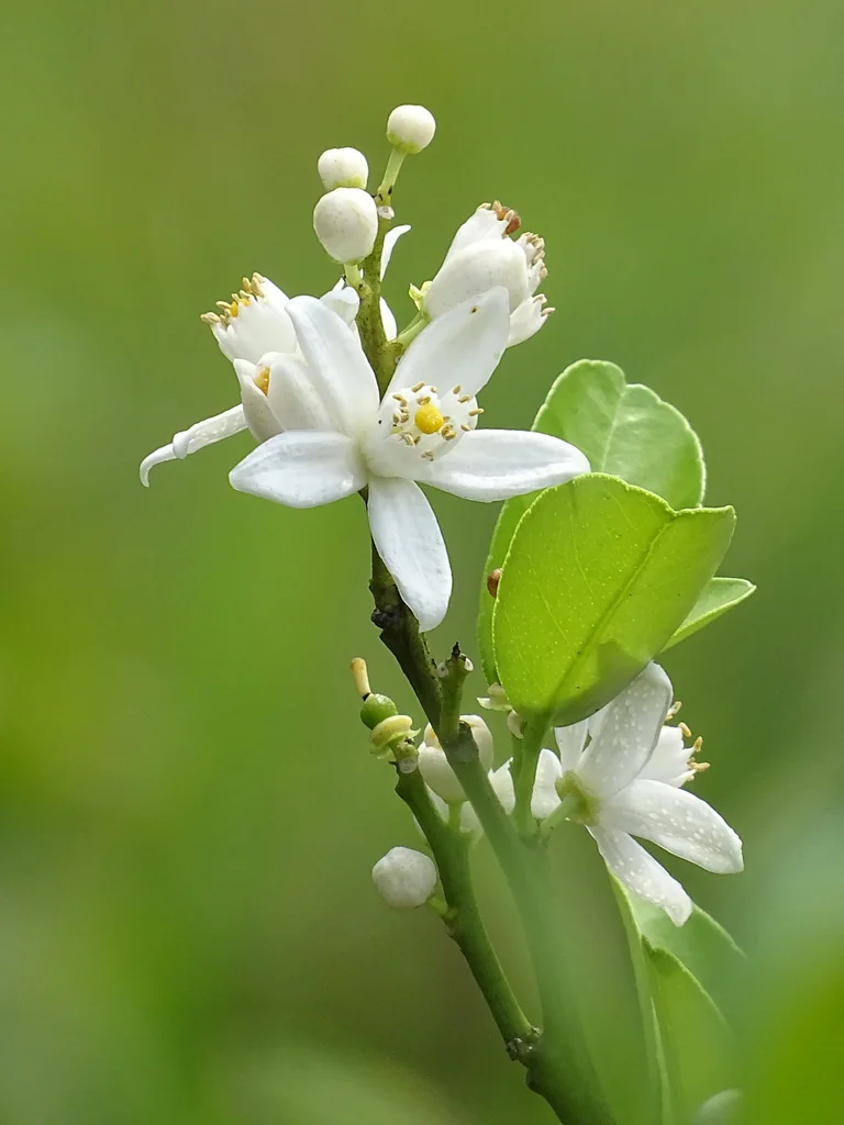 Citrus Tangerina