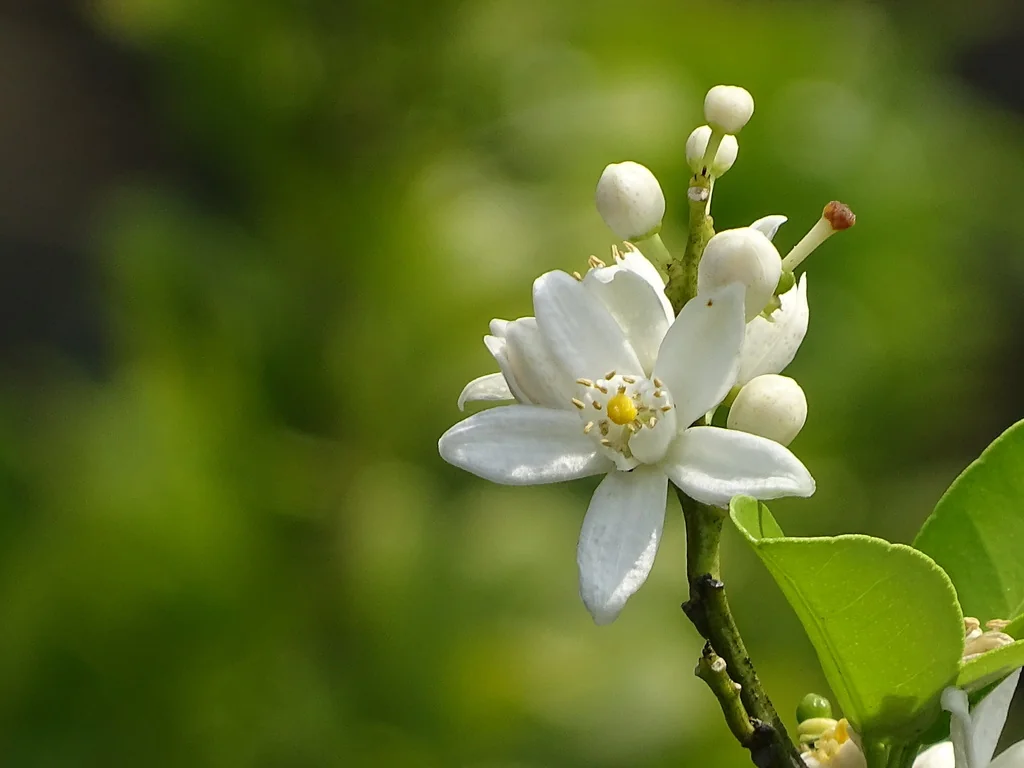 Citrus Tangerina