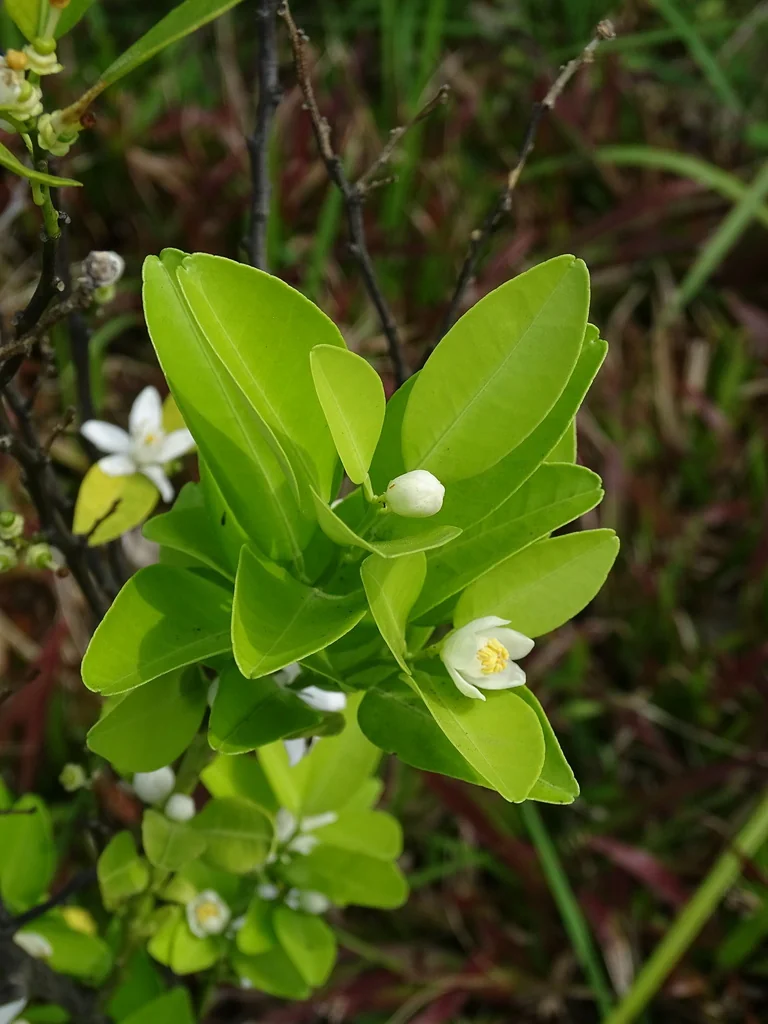 Citrus Tangerina