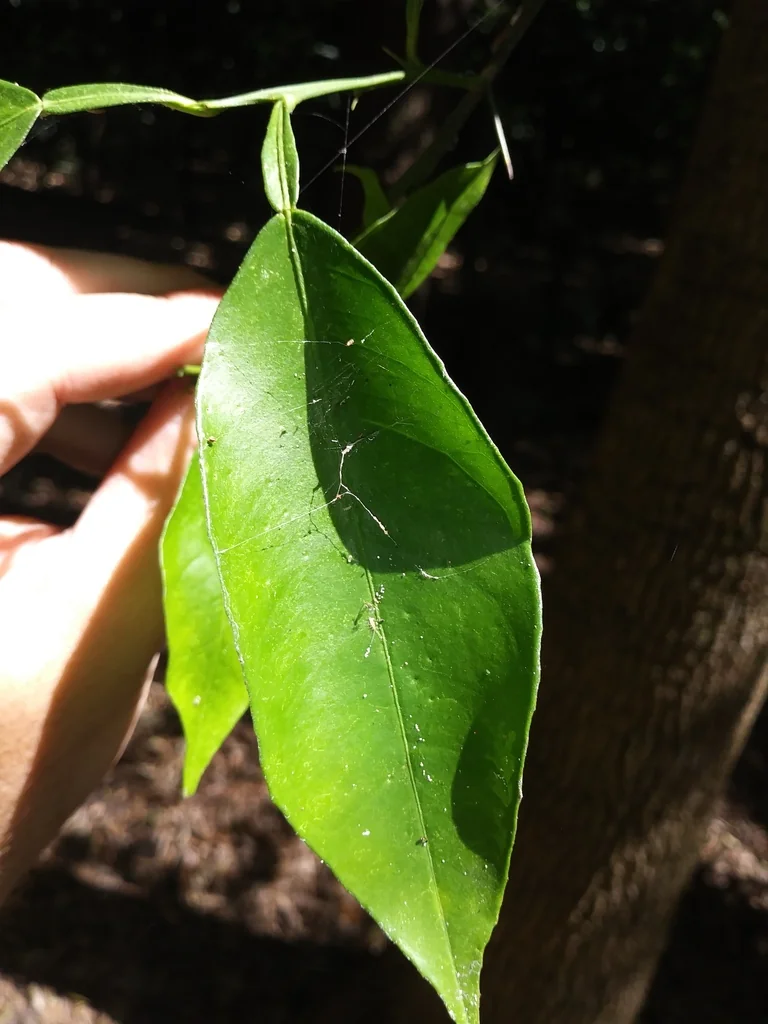 Citrus Aurantium