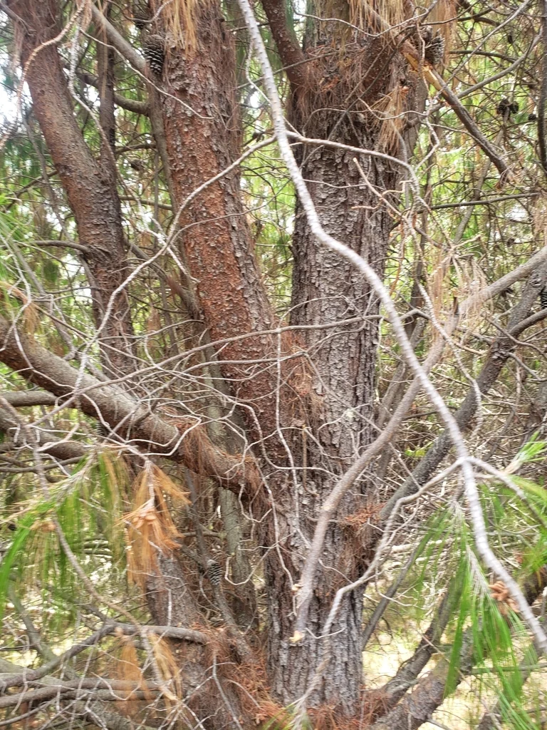 Pinus Patula