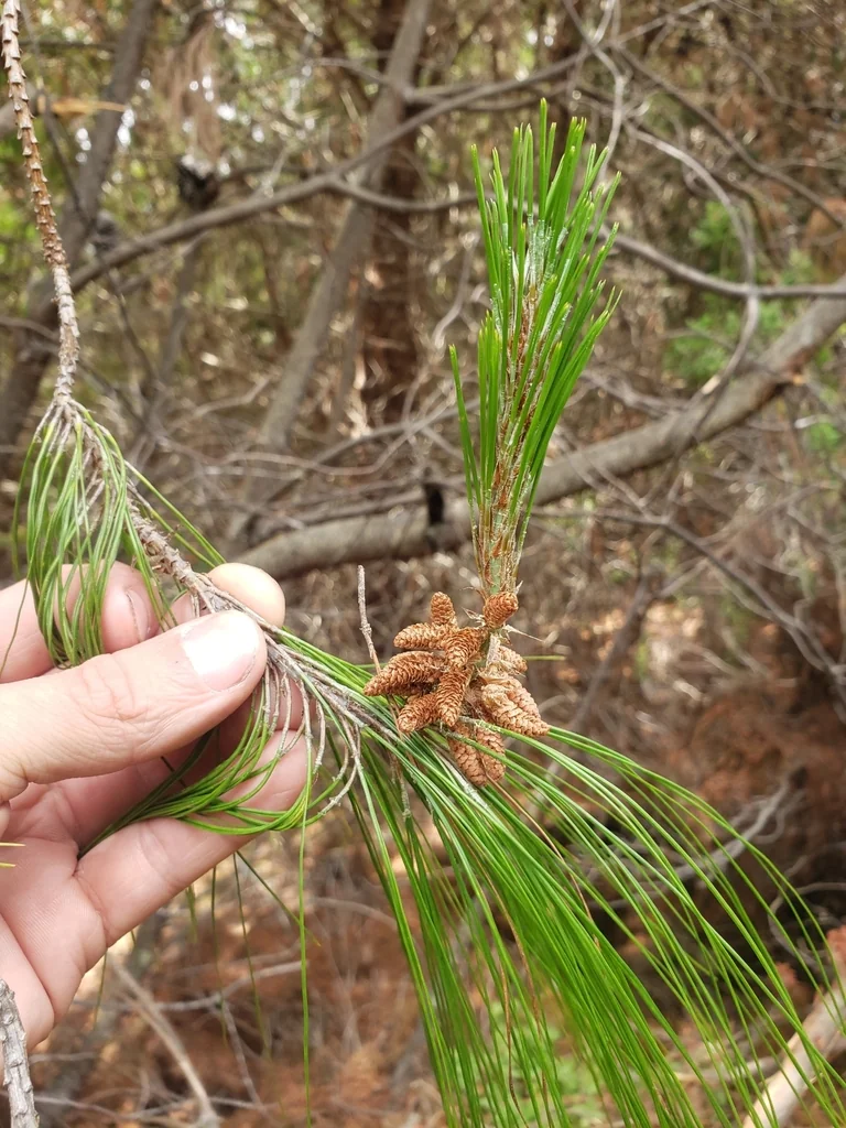 Pinus Patula