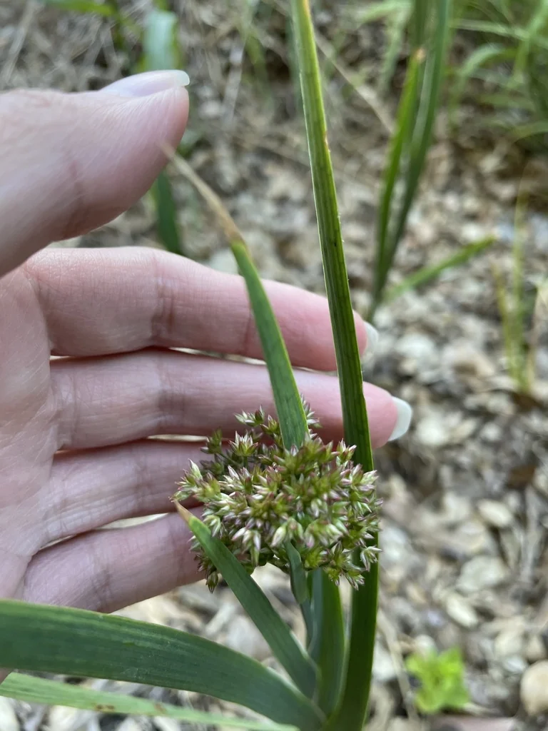 Juncus Xiphioides