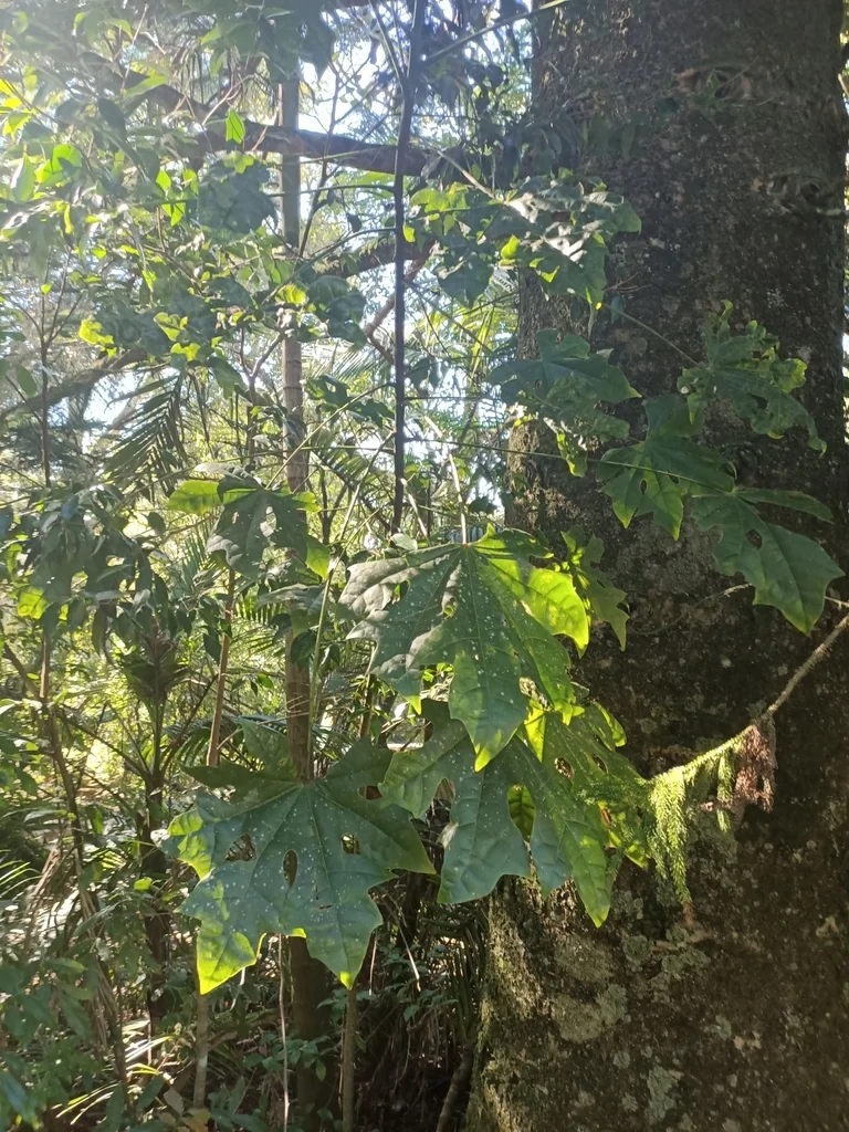 Brachychiton Acerifolius