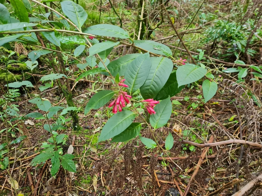 Cestrum Elegans