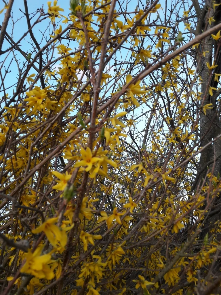 Forsythia x intermedia